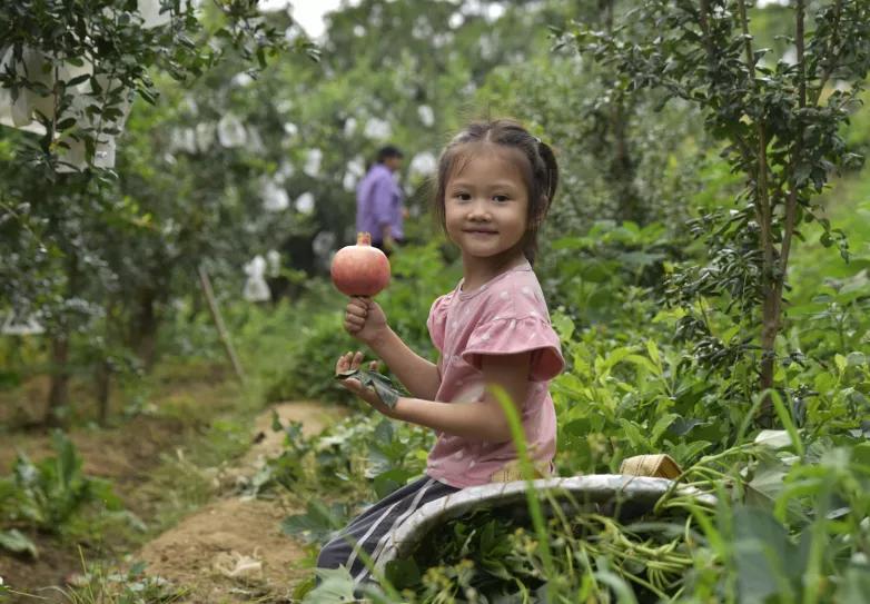 突尼斯软籽石榴可以喝的石榴,突尼斯软籽石榴和雅诗兰黛