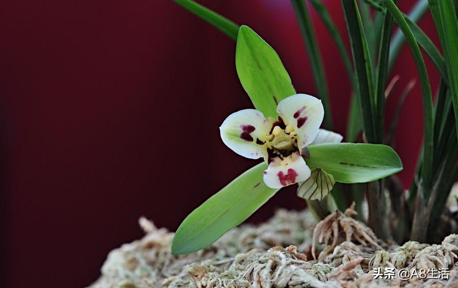 中国兰花名品录,春兰兰花名品大全