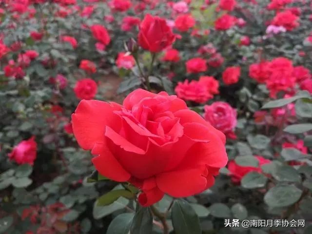 南阳月季欣赏的地方,南阳大月季