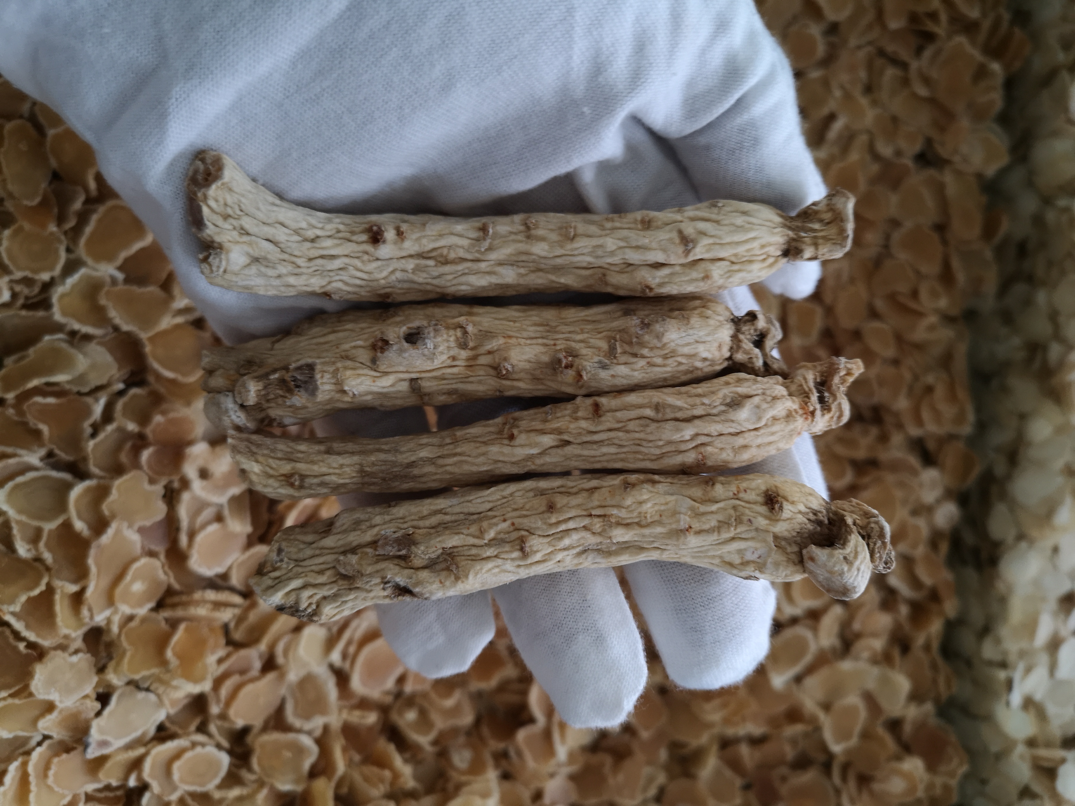 鲜参的加工详细方法,鲜参的种类大全