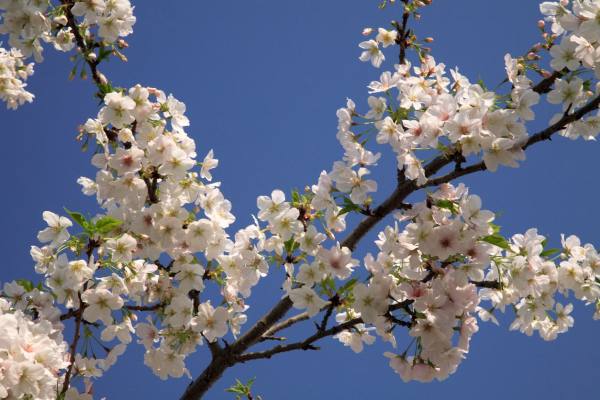 日本樱花又叫什么花,日本盛开樱花