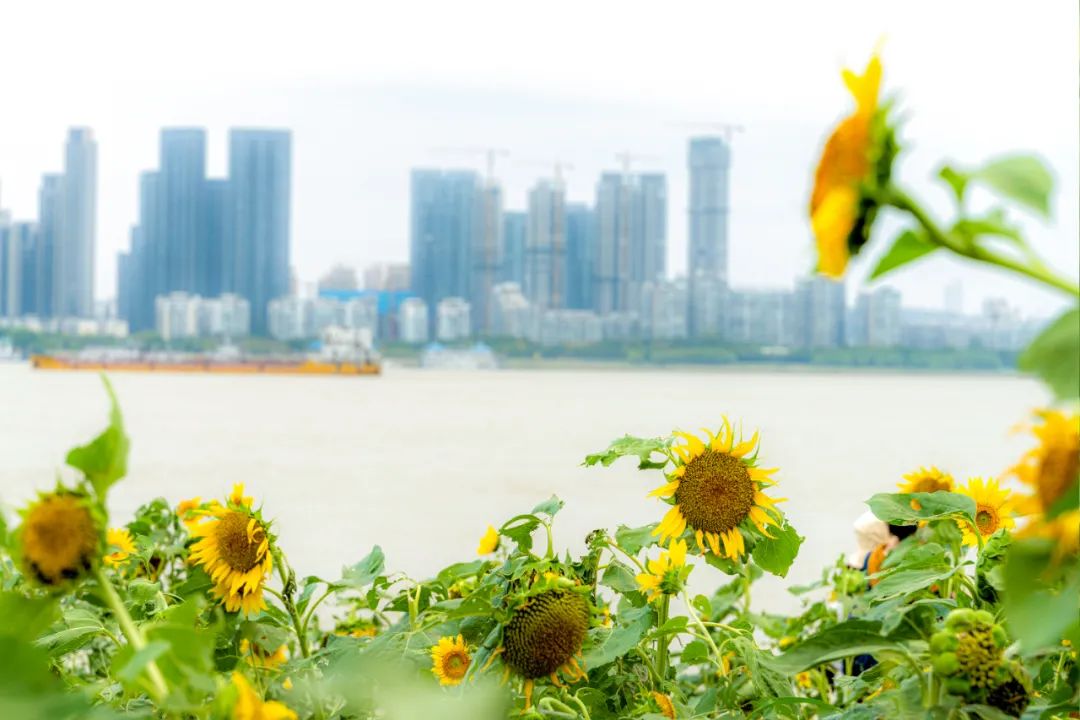 抓住春天的尾巴鸟语花香,抓住花海的尾巴