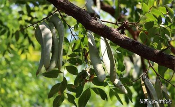 曾在农村常见，30年前被大量砍伐，今一斤260元，受女人喜爱