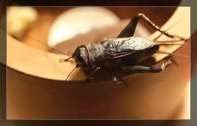 鸣虫油葫芦蝈蝈的区别,鸣虫示范蝈蝈蟋蟀油葫芦