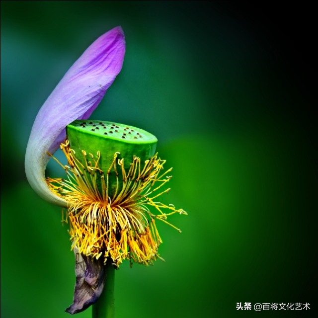 关于荷花的诗句古诗,荷花水墨画诗句书法