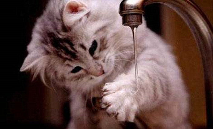 猫咪不建议洗澡的原因,猫咪不抗拒洗澡可以经常洗澡吗