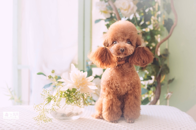 泰迪犬拉稀屎需要怎么治疗,泰迪犬憋屎能憋多久