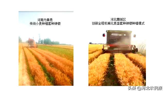 高效农业种植模式：备受农业专业合作社、农机专业户和包地大户青睐，让更多人受益