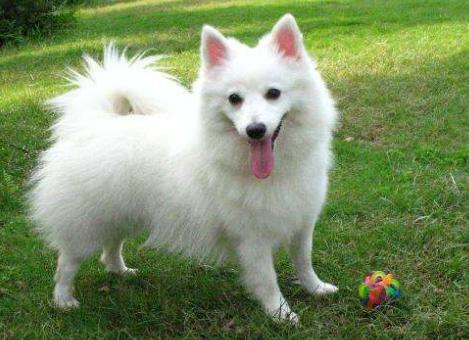 盘点那些奇形怪状的狗狗,十种狗狗比起来哪种狗狗最厉害呢