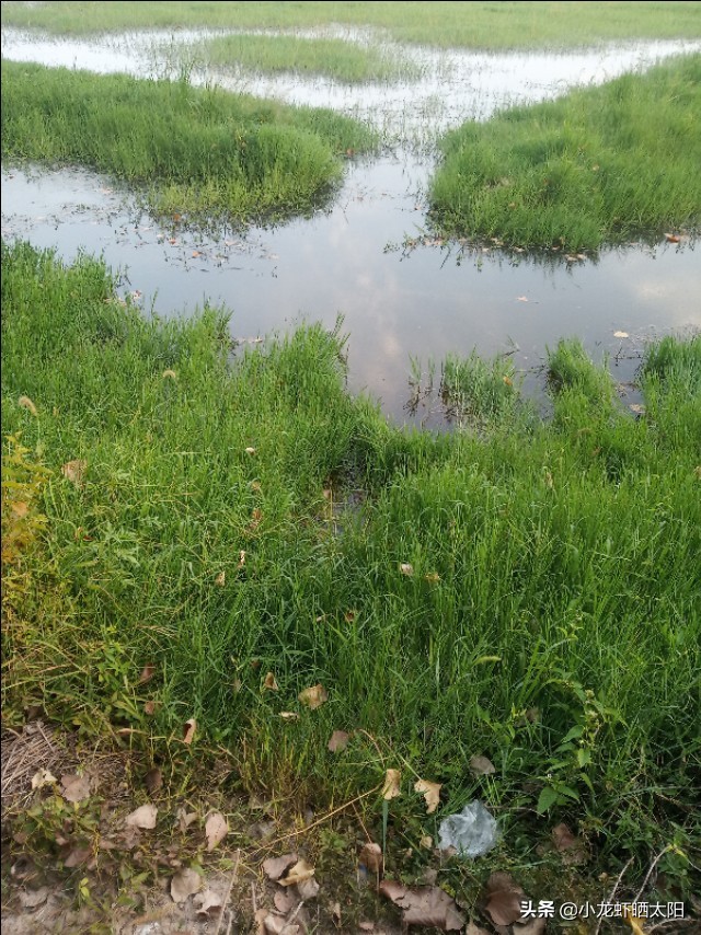 想要小龙虾香放什么,要想虾养得好