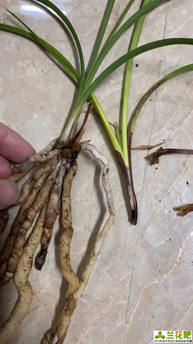 兰花叶子底部发黑烂掉一拿就掉,兰花刚发现芦头发黑还可以养吗
