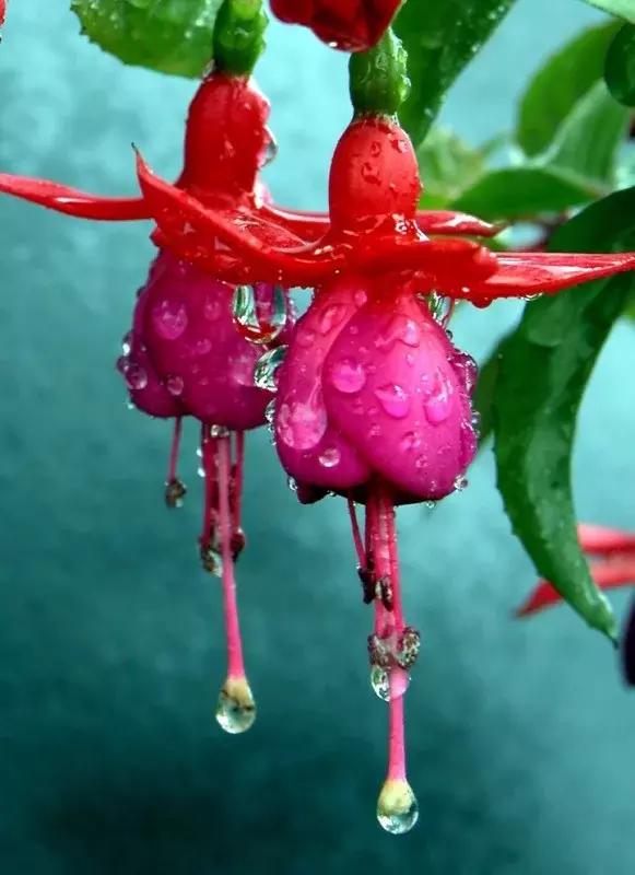 惊艳倒挂金钟,惊艳倒挂金钟图片