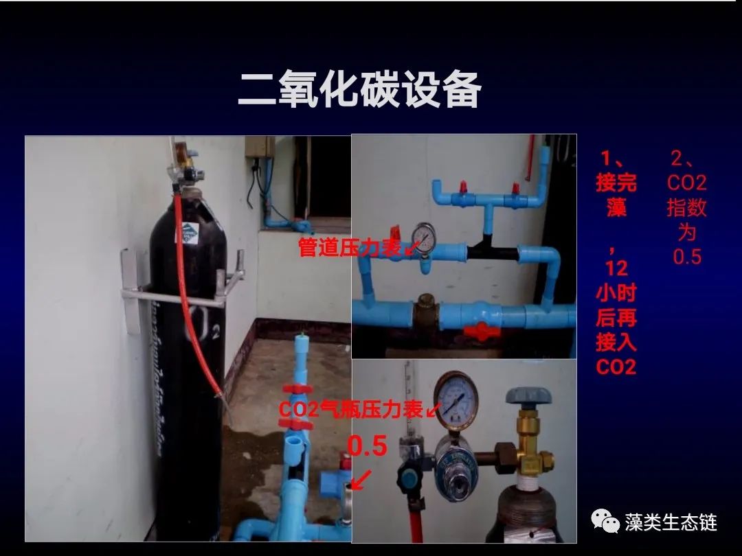 藻类培养课程视频教程,海南藻类生态链