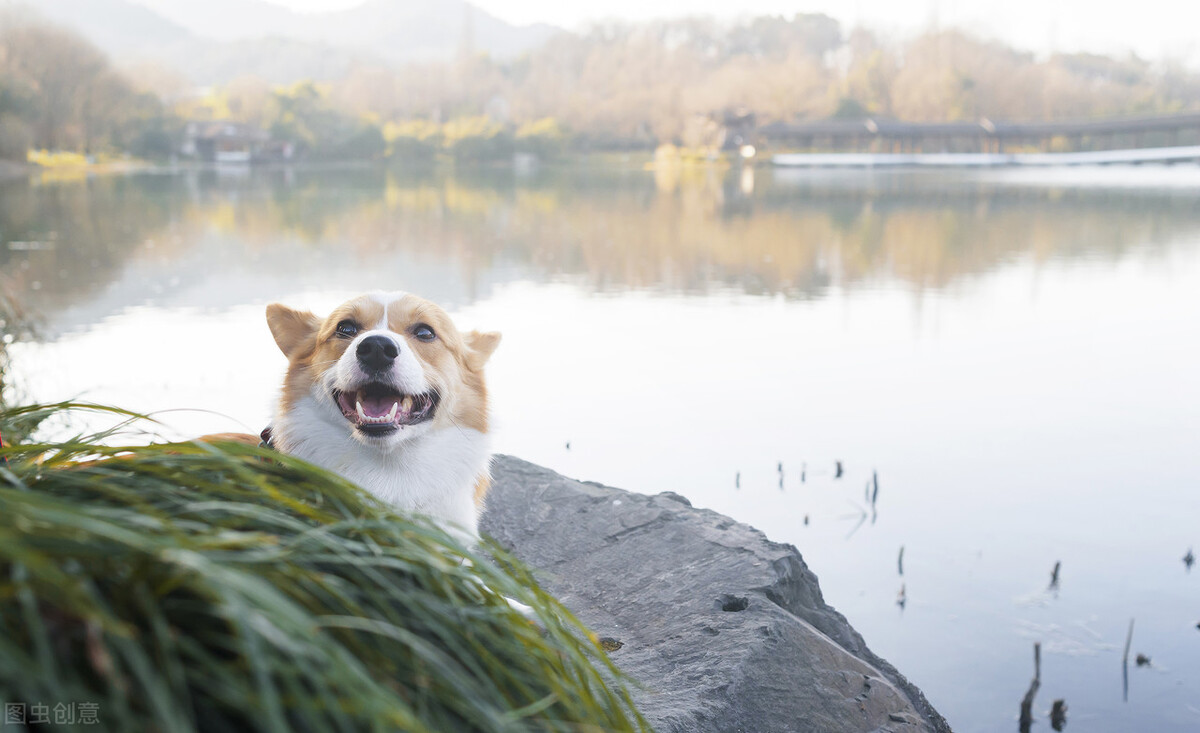 柯基犬的优点缺点有哪些,伊丽莎白女王的柯基犬怎么样了