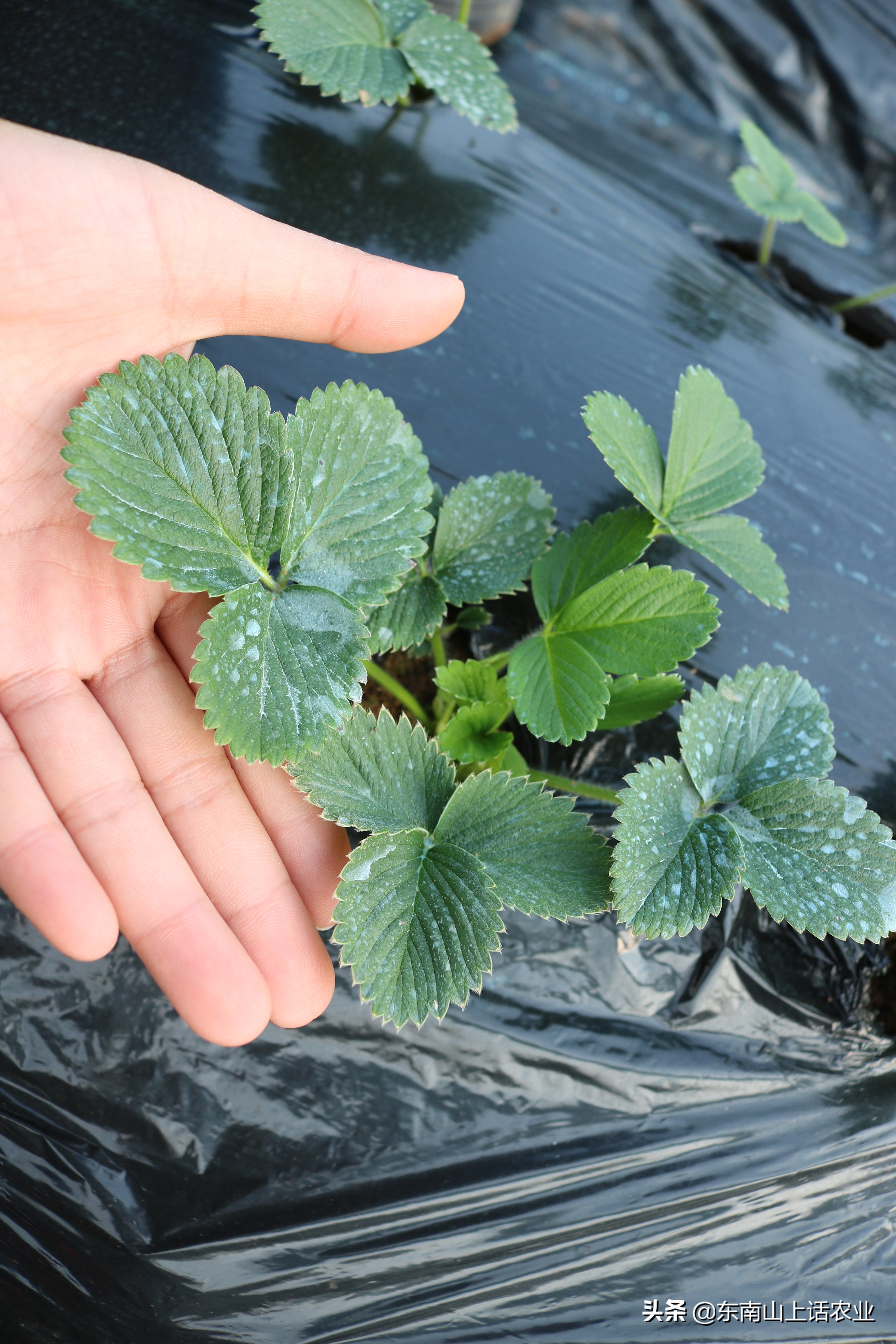 草莓的重要病害—灰霉病，图片观察其侵染全过程、变化，不再看错