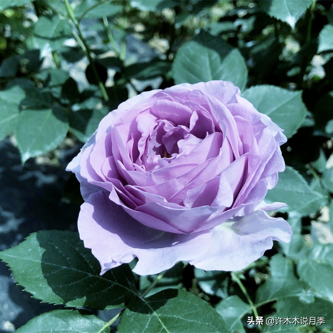 区分爬藤月季和普通月季的方法,微月阳台月季灌木品种有哪些