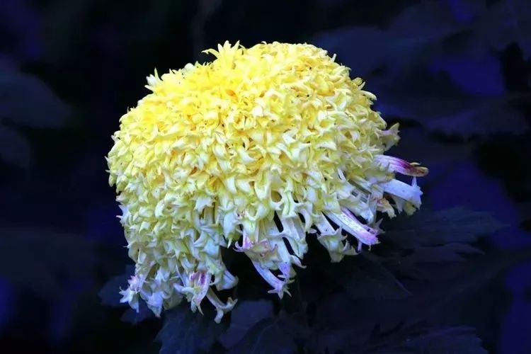 花中四君子菊花,花中四君子菊花的简介