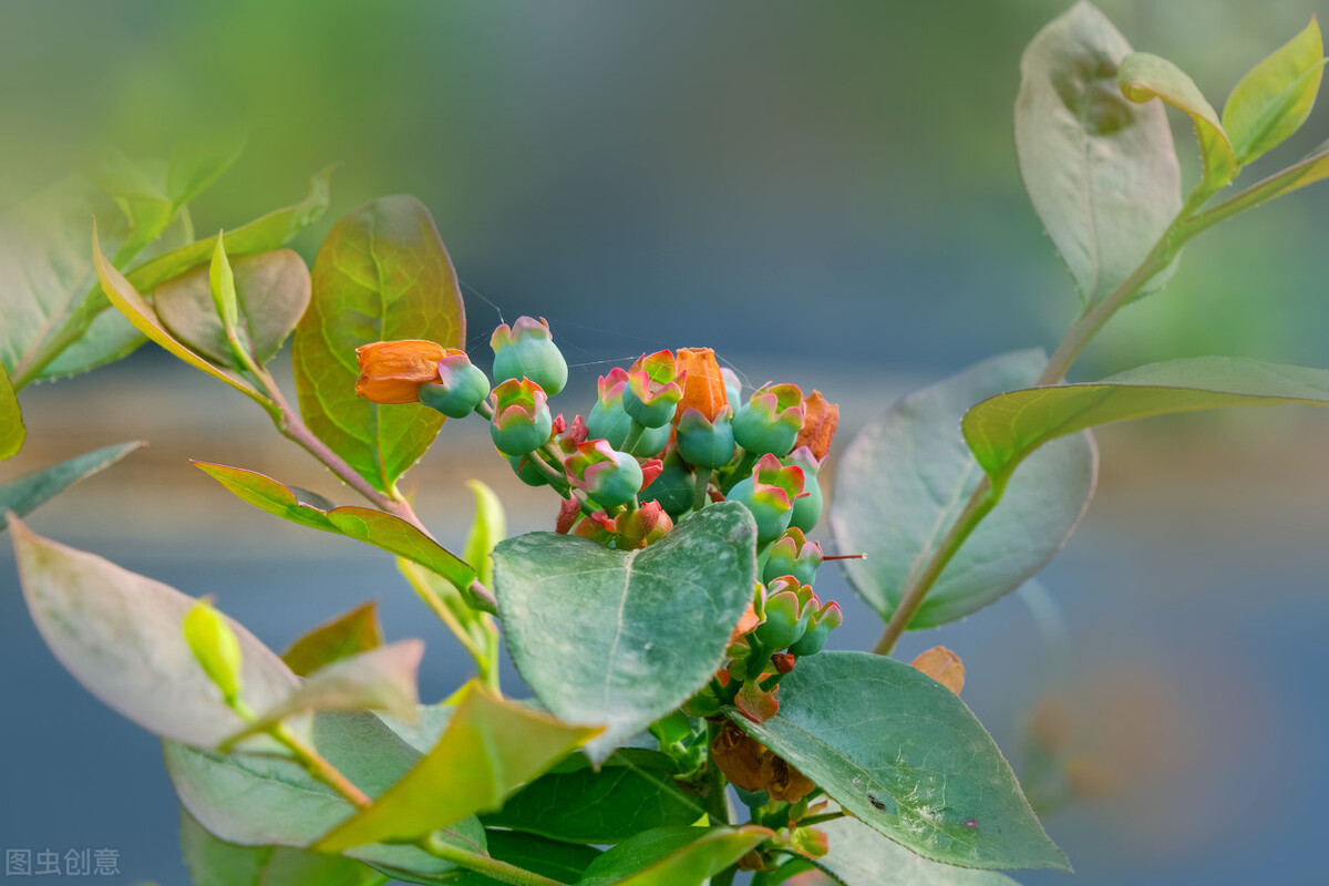 网上买的果树苗为啥栽不活,网上买的果树苗怎么存活率高