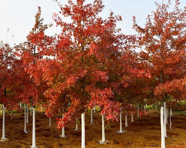 最有发展前景的绿化苗木品种,10种观赏性比较高的造型苗木推荐