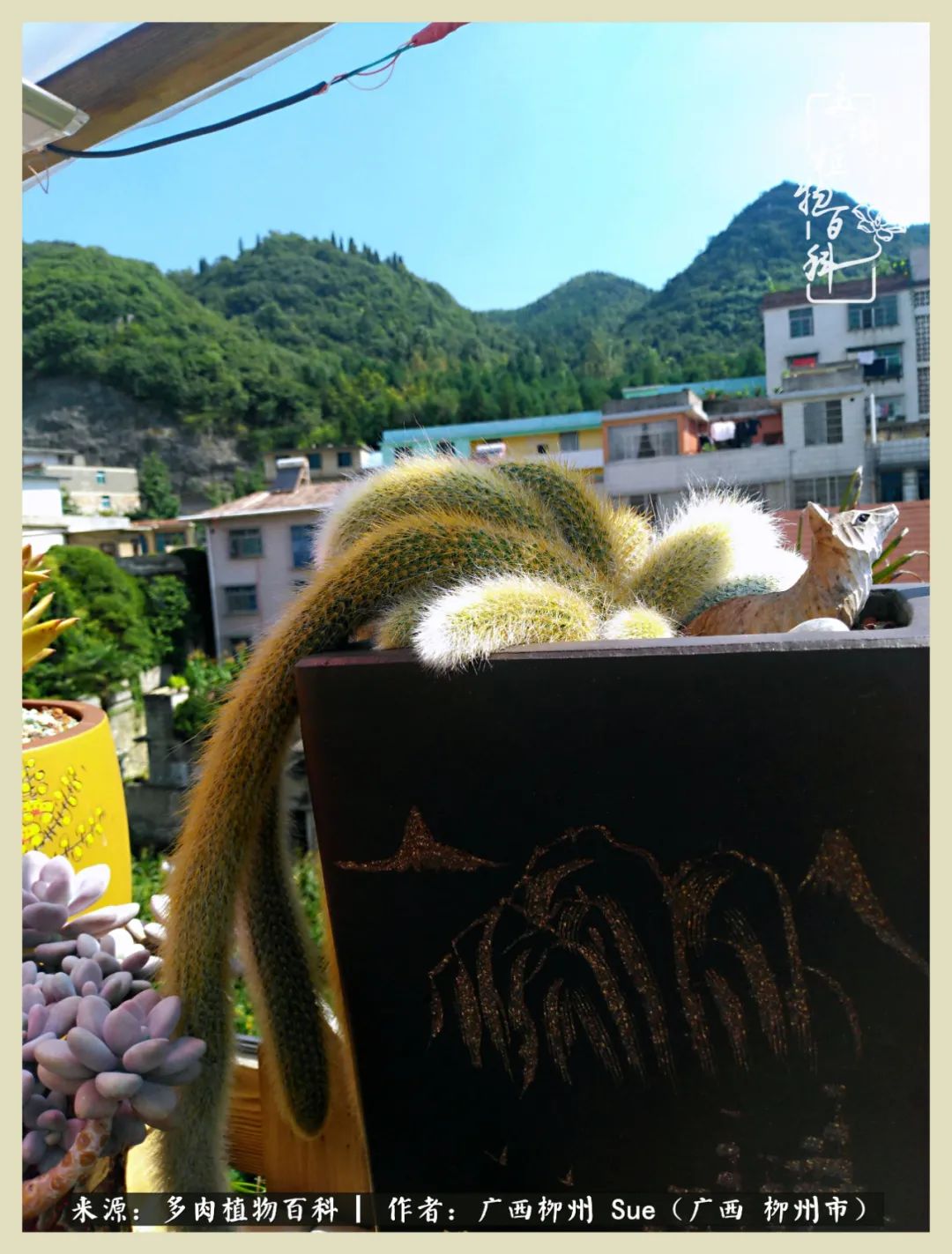 艳阳高照凉爽贵州，我要勤快地捕捉美好！（二）