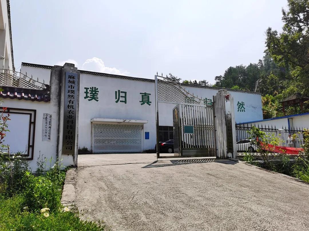 创璞然之茗振麻城茶业