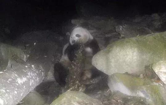 为什么大熊猫从肉开始吃竹子,大熊猫不是吃肉吗为什么吃竹子