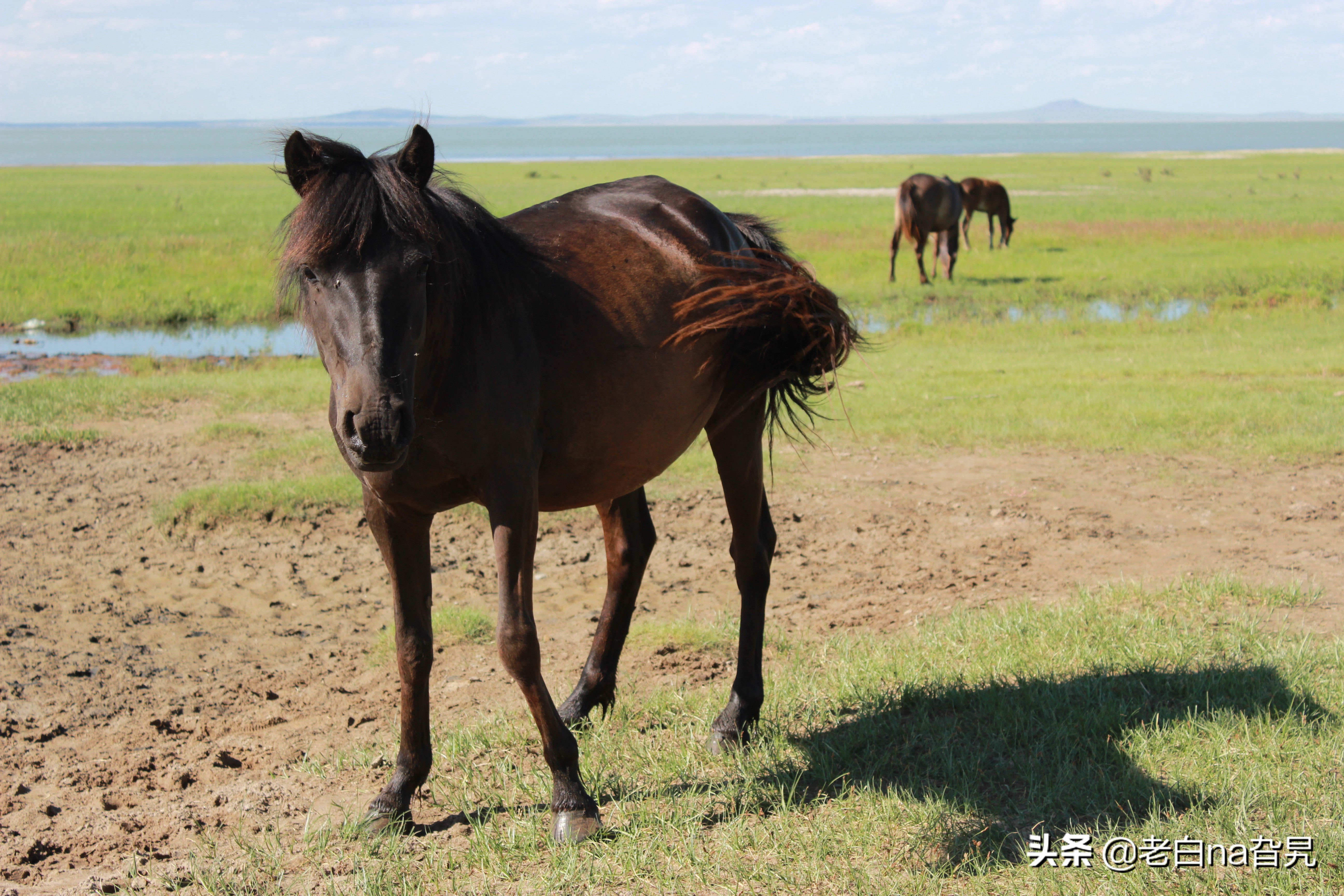 达里诺尔湖早上的风景,达里诺尔湖四大名湖
