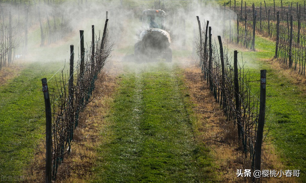 樱桃有虫子还能吃吗快来看看,樱桃生虫是怎么回事能吃吗