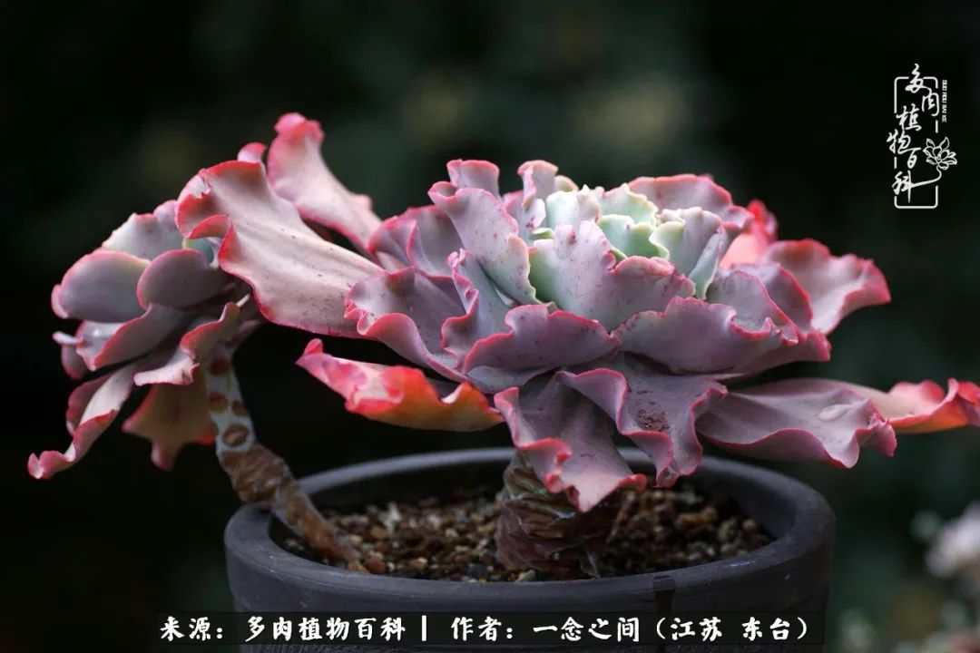 一见多肉误终生,一见多肉误终生从此入了养花坑