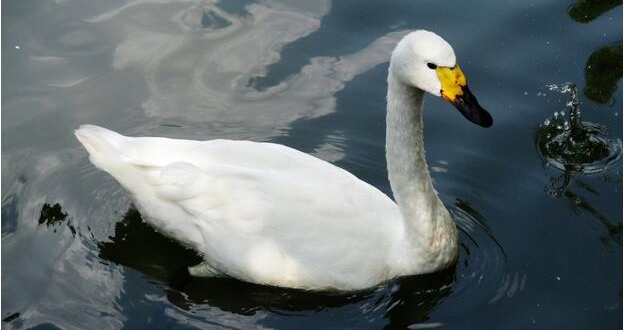 李嘉诚的国学启蒙,李嘉诚国学视频