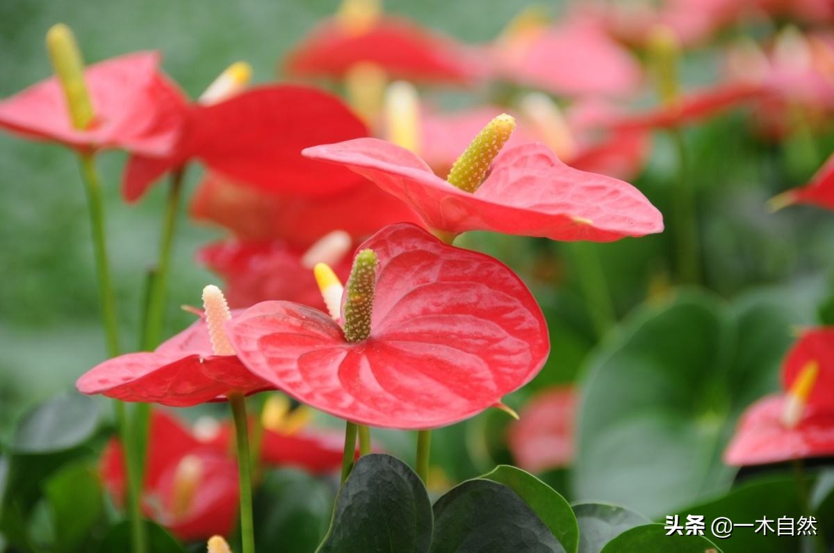 不适合室内种植的有毒绿植,十种有毒的绿植