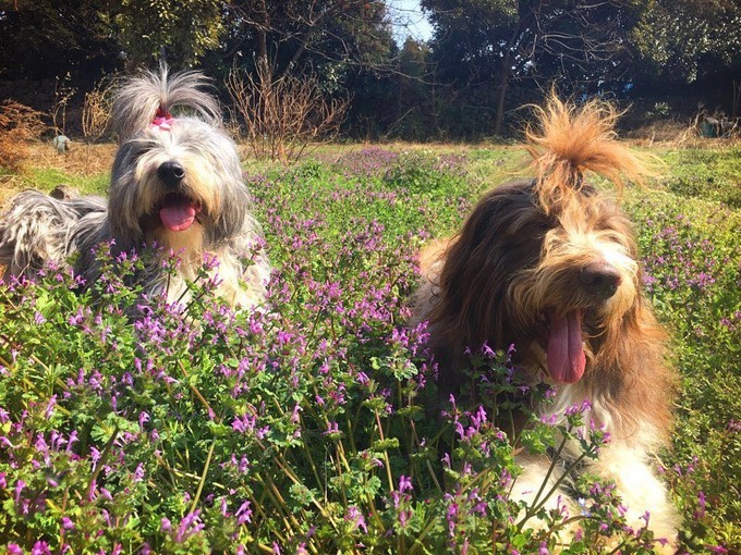 出国游玩新手小白,出国去韩国济州岛打工