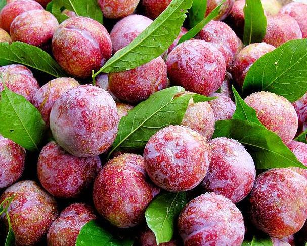 三华李树要栽多久才能结果,种植三华李第一年管理