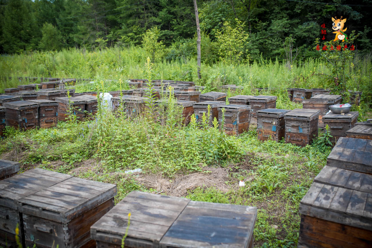 深入大山采访30年养蜂人,探秘深山中的养蜂人