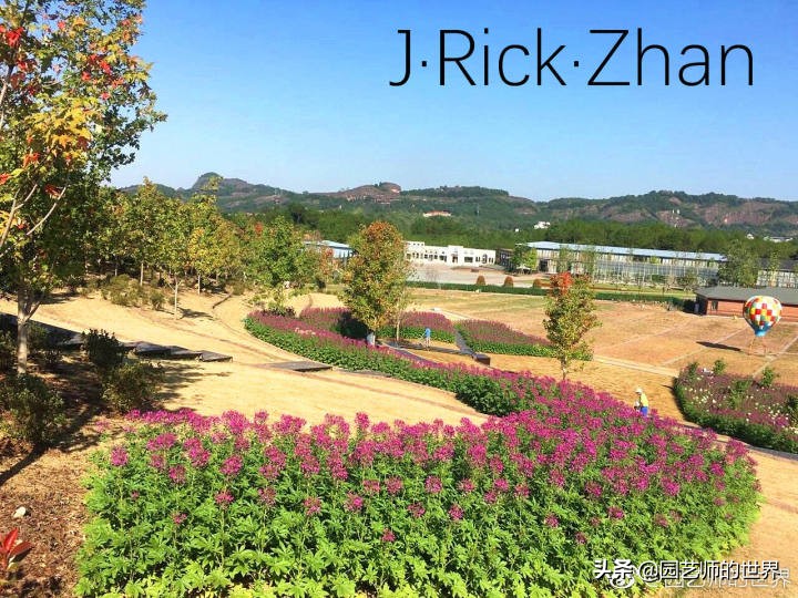 高尔夫果岭草坪家庭院子种植,麦冬草坪种植方法和注意事项