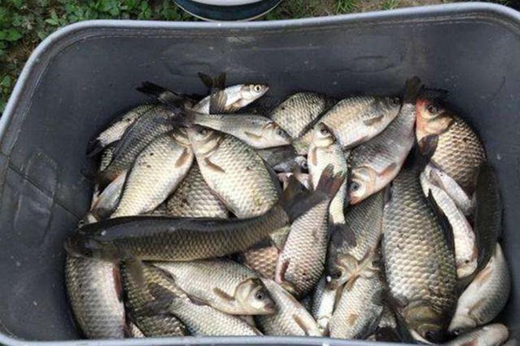 纯野钓怎么搭配小药,野钓最实用的小药