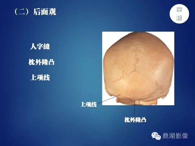 人体神经系统完整解剖图,超全神经系统解剖图近乎完美