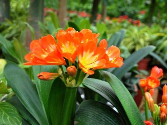 君子兰开花掌握4个“要点”，不出一月长花苞，花大色艳花期长