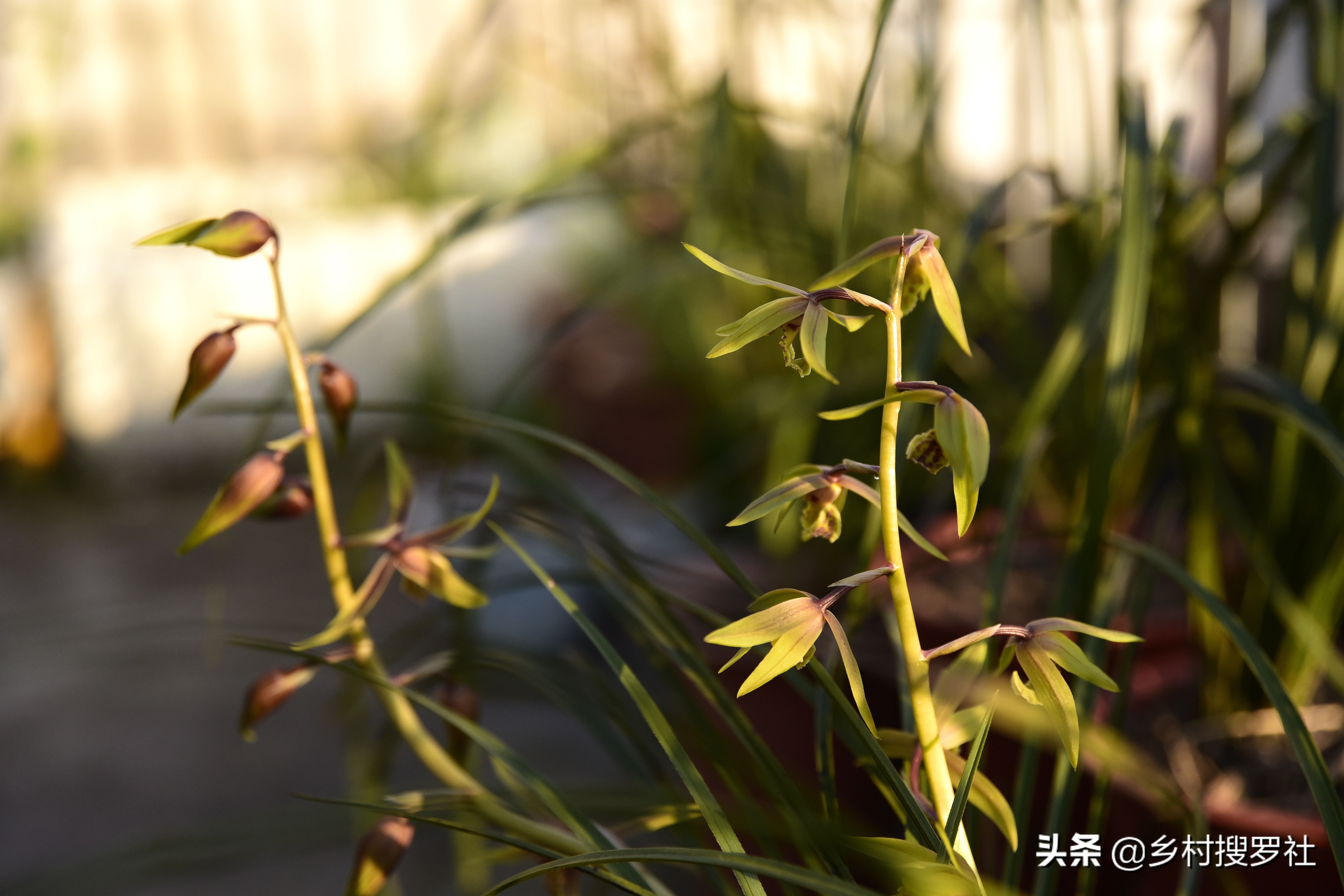 蕙兰排铃期的管理方法,蕙兰花蕾期怎么管理