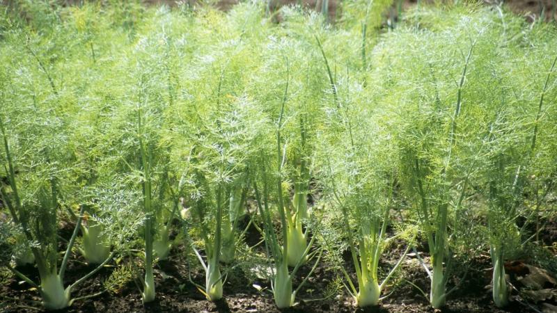 茴香怎么种植小技巧图解,怎么种植小茴香有什么注意事项