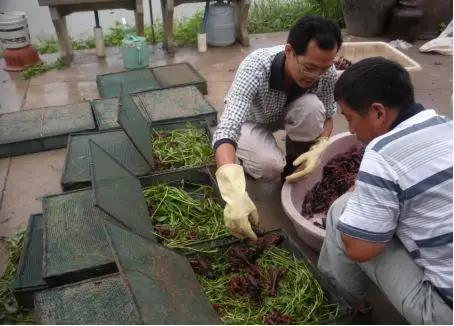 如何养殖小龙虾才能把利润最大化,养殖小龙虾的前景和现状