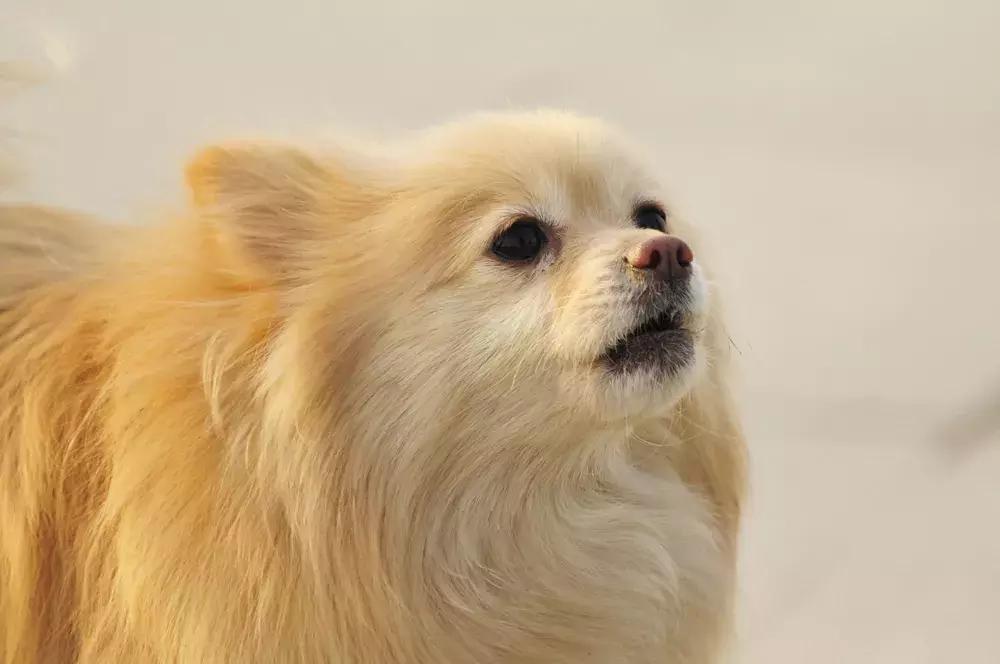 深圳福懋动物医院,台湾福懋动物医院