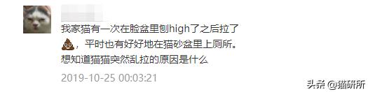 猫咪乱拉如何解决,猫咪乱拉处理方法