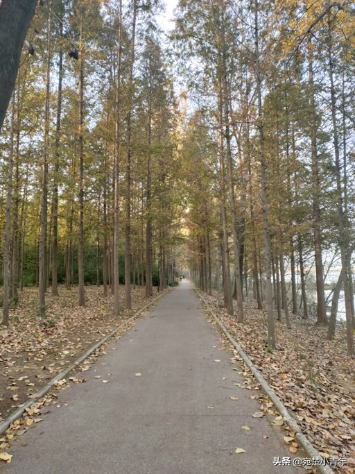 错过遗憾一辈子，大美南阳之秋：黄叶满地天湛蓝