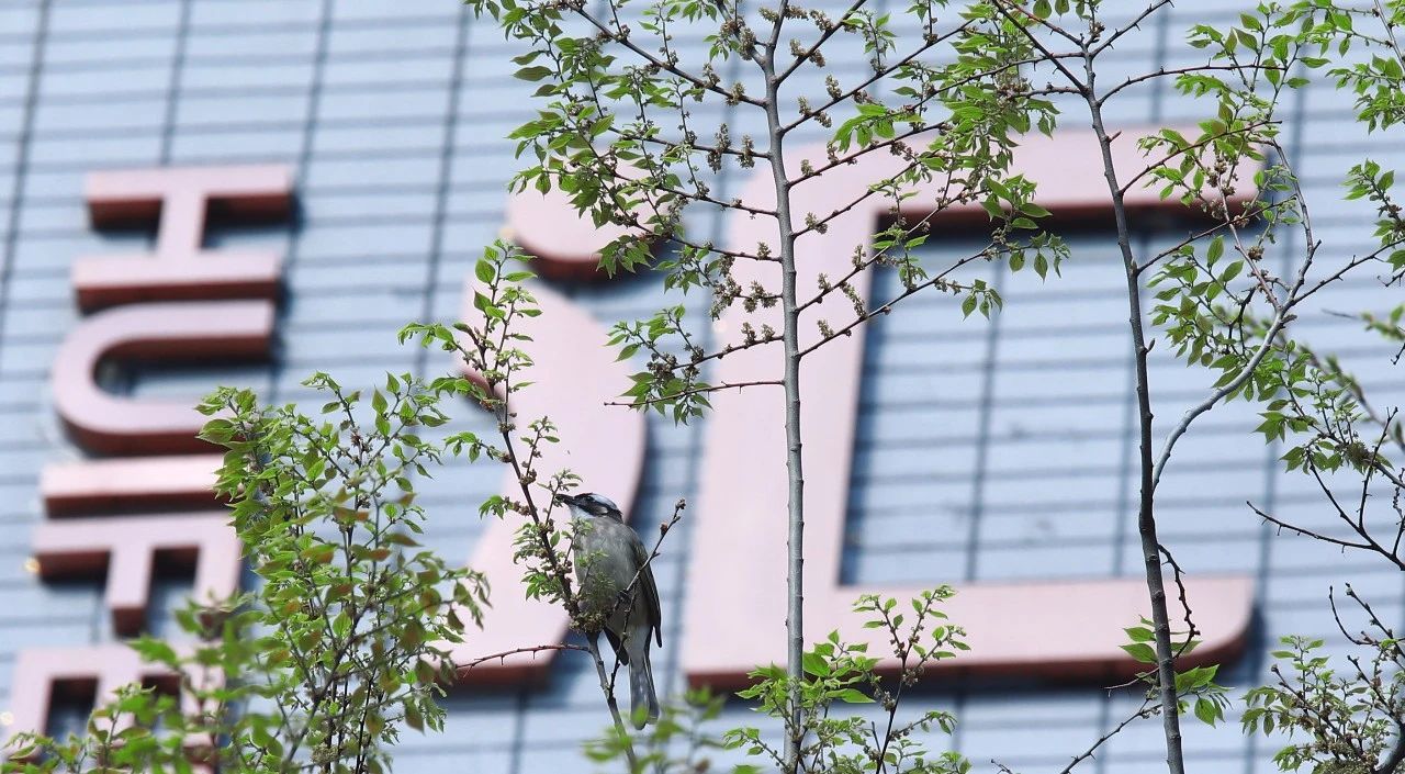 名校力量|她是鼓楼初中“盟主”学校