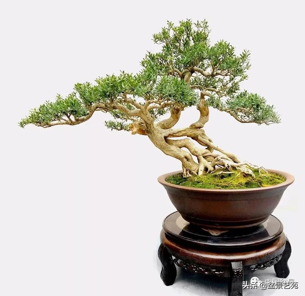 桩景类树种都有哪些,100种常见景观树种