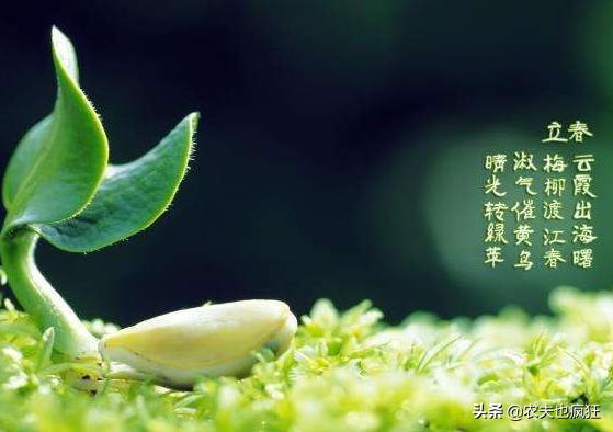 俗语“春打六九头，吃水像喝油”啥意思？明年几九立春？答案来了