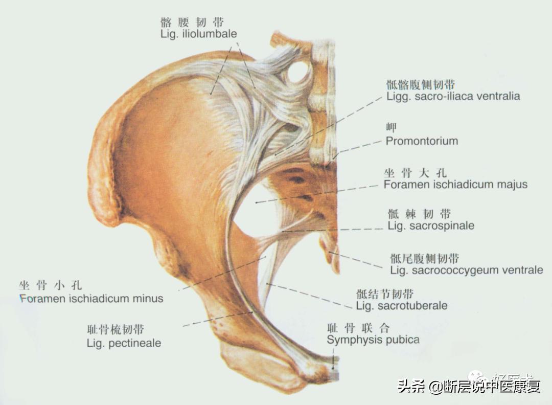 骨盆韧带解剖真实图,骨盆及髋关节的图解