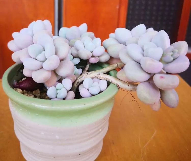 一花一叶一世界多肉,一花一世界多肉之美