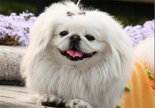 世界上12种最迷人的狗狗,12种超惹人喜爱的狗狗你认识几种